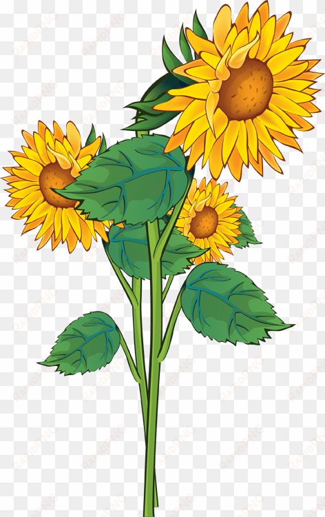 Sunflowers - Sunflower Cliparts transparent png image