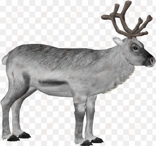 svalbard reindeer 2 - wiki