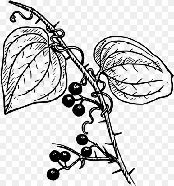 svg free library plants coloring book biology free - black and white clip biology