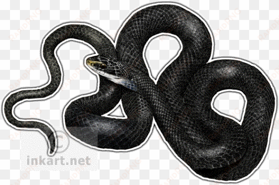 svg freeuse download wildlife art northern snake decal - northern black racer png