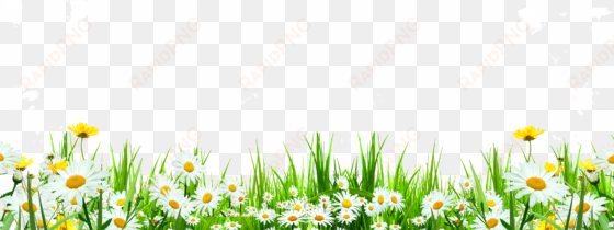 svg library flower download icon cute flowers roadside - grass daisy transparent
