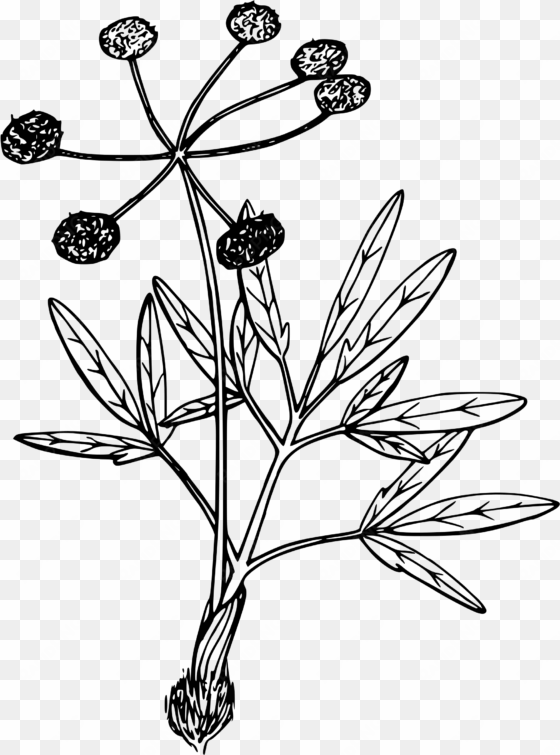 swale desert parsley clip art royalty free download - desert flower drawing png