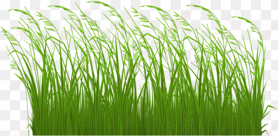 swamp vector grass clipart royalty free library - tall grass clipart