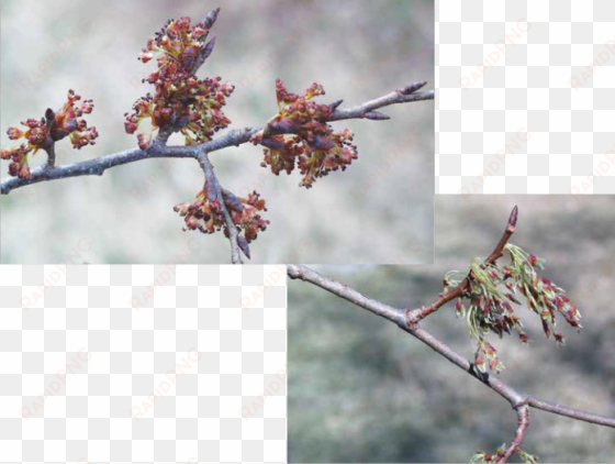 swamp white oak acorns mature from female flowers pollinated - american elm tree flowers