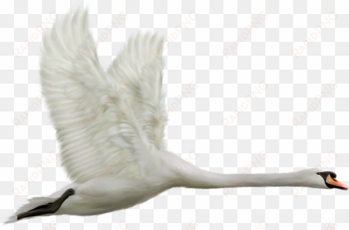 swan transparent