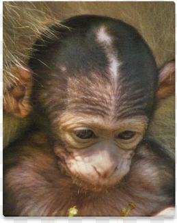 sweet baby monkey canvas print - cafepress sweet baby monkey cube ottoman