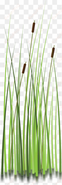 sweet grass clipart - moore haven