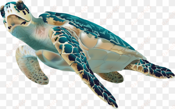 swimming turtle gif transparent background