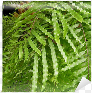 sword fern