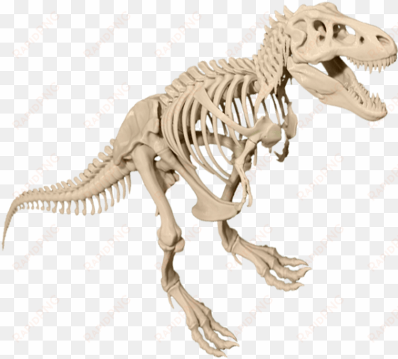 t rex skeleton png