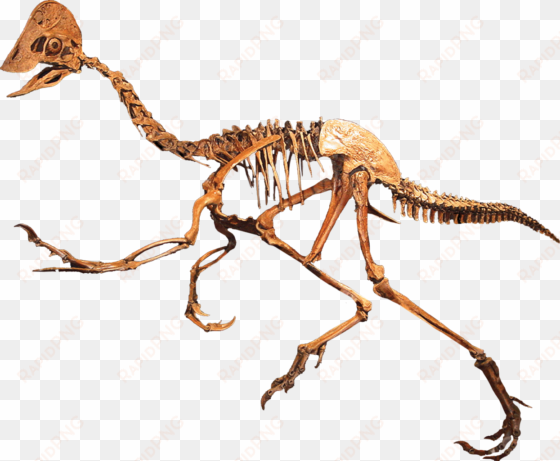 tails tell the tale of dinosaur sex - anzu wyliei skeleton