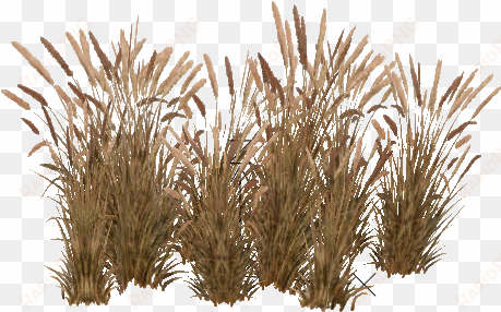 tall grass png image - pennisetum setaceum png