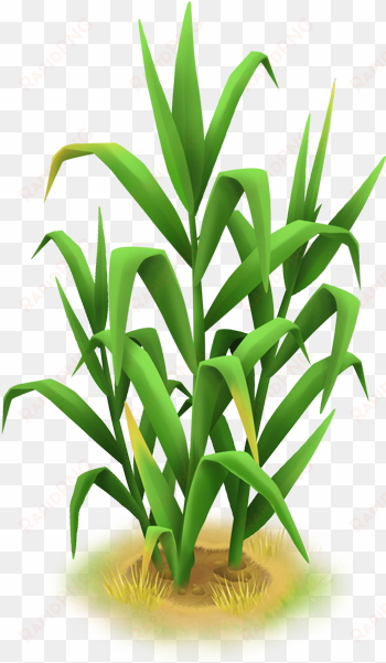 tall grass - wiki