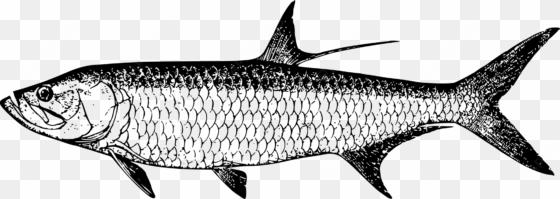 tarpon vector fish clip transparent library - tarpon images clip art