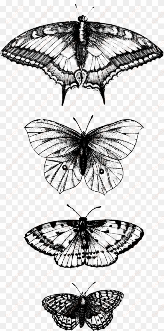 tattly butterflies detail jacob hoefnagel 00 v=1537379980 - scarabei umbra, plate 1 in pt. 2 tris… (frankfurt: