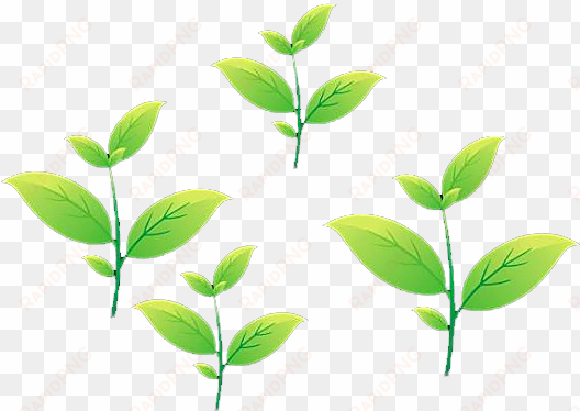 tea leaf animation