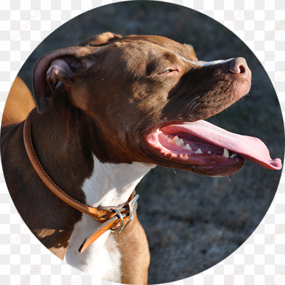 testimonial-2 - pitbull dog
