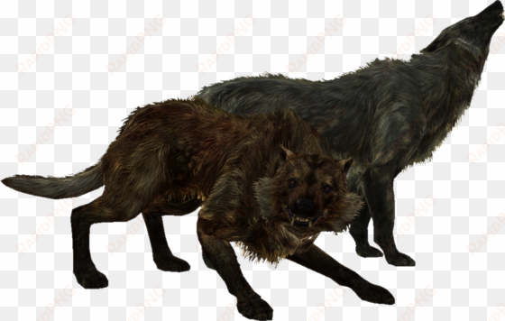 tesv wolves - skyrim wolf