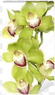 texture background of fresh green phalaenopsis orchid - orchids