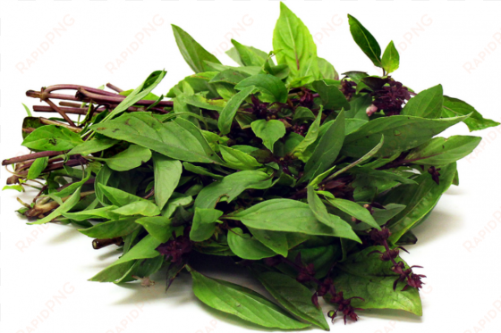 thai basil with stems basil png - seed-balls.com 20 thai basil seed balls - herb &