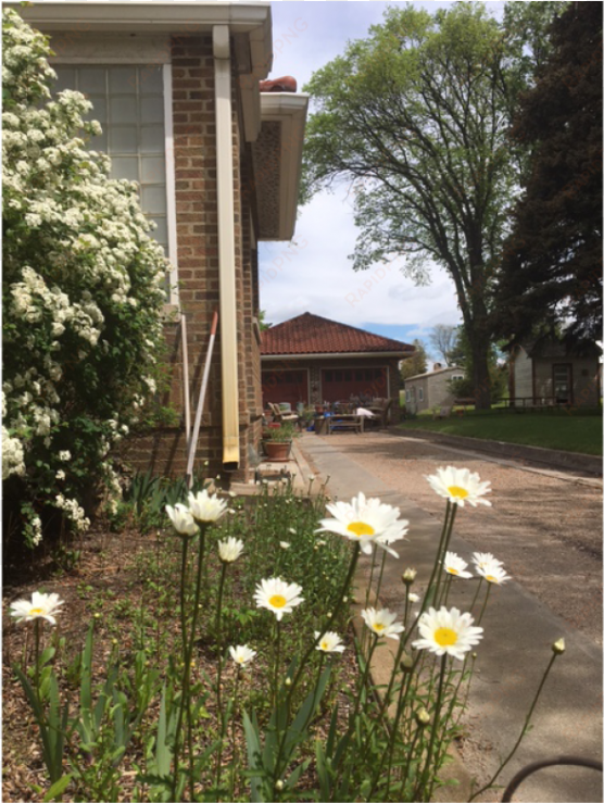 the abbott mansion 83857 ne 61, hyannis, ne 69350, - oxeye daisy