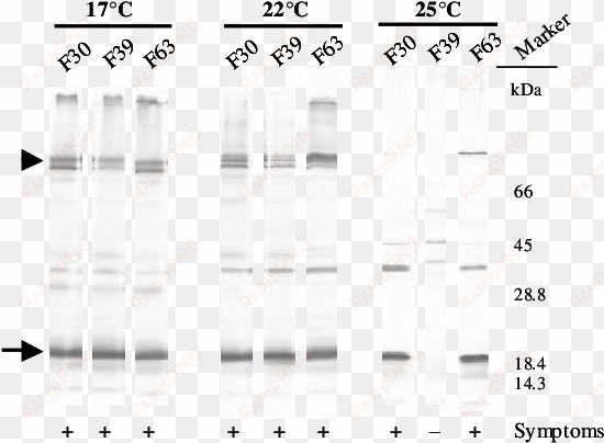 the arrowhead indicates the 83 kda readthrough protein, - number