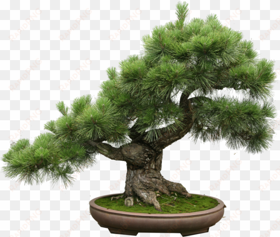 the art of creating a bonsai tree - itil v3 small-scale implementation [book]