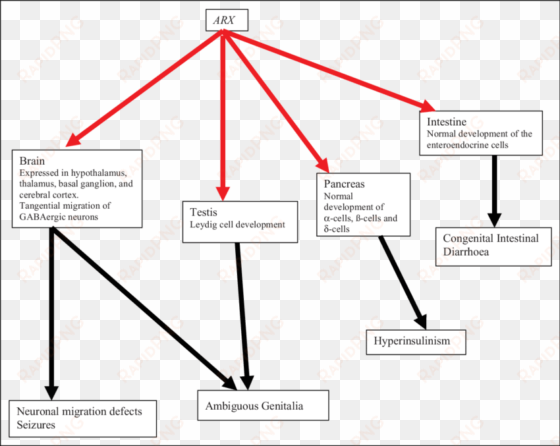 the arx roles in embryogenesis and phenotypes - semantic scholar