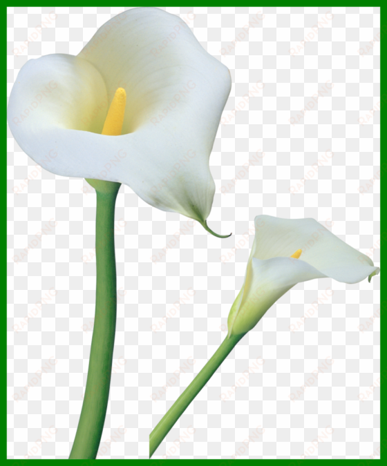 the best lily vb aba ideas lilies and pics for baby