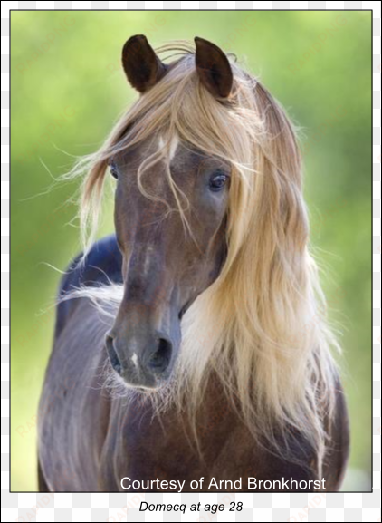 the best was riding on a wide dirt road for six miles - mustang horse