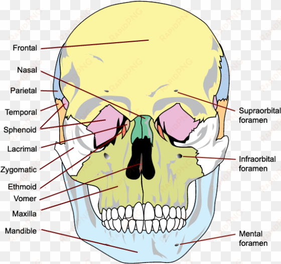 the bones of the skull, anterior view - bones of the skull