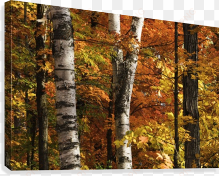 the colourful leaves and birch tree trunks in algonquin - colourful leaves and birch tree trunks in algonqu