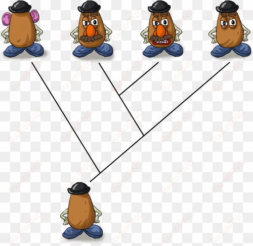 the evolutionary change that occurs within a branch - mr potato head evolution