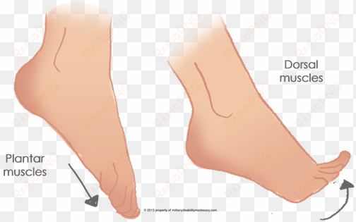 the foot muscles 1 - toe