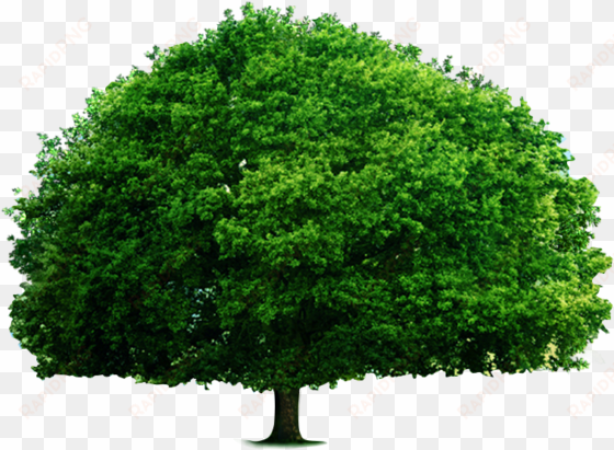 the green big tree - textbook of environmental studies