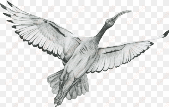 the ibis vector black and white stock - rock dove