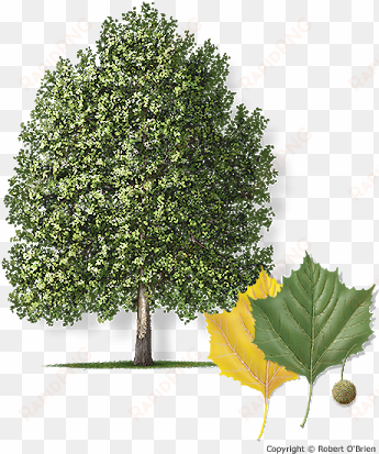 the mexican sycamore has been a popular planting choice - mature mexican sycamore tree