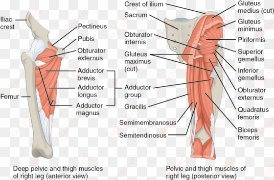 the muscles of the posterior thigh - mouse pelvic limb muscle