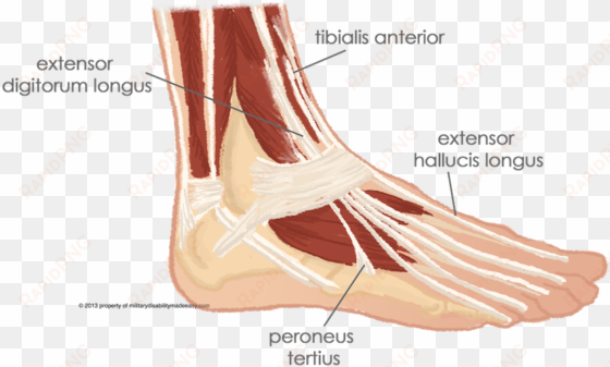 the muscles of the top of the foot 7 - extensor digitorum longus and peroneus tertius