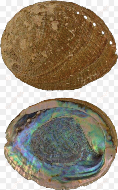 the pearlescent marine sea snail abalone is the inspiration - shell