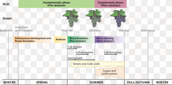 the phenology of grapevine showing different stages - grapevine annual cycle