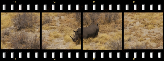 the rhino package film strip header rhino - black rhinoceros