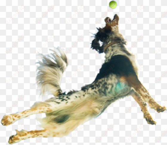 the ultimate in pet nutrition - jumping dog transparent background