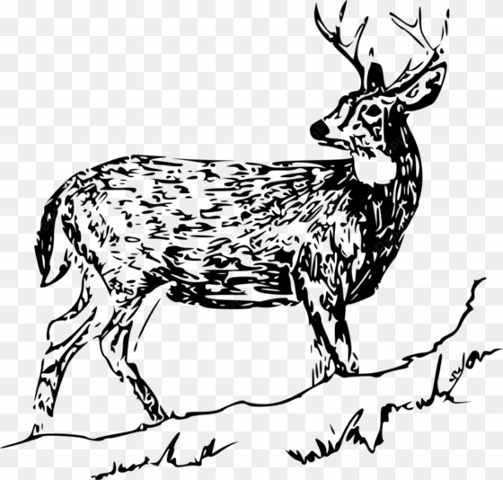 the white-tailed deer roe deer - white tailed deer clip art
