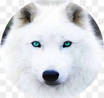 the white wolf with blue eye s by - white wolf with aqua eyes