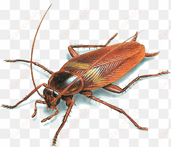 there are som cockroaches - brown cockroach