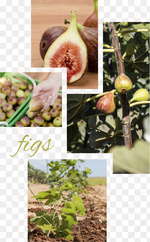 there is only one commercial variety cultivated in - cluster fig tree