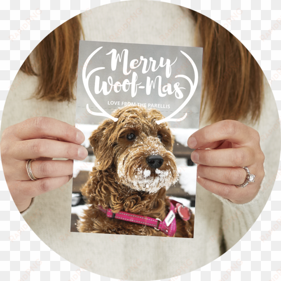 There Were So Many Amazing Designs To Pick From, But - Labradoodle transparent png image