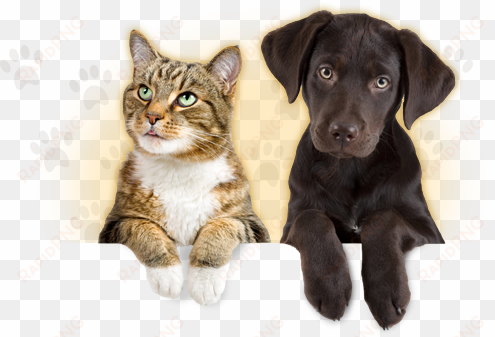 These Restrictions Apply To Travelling With A Pet - Dog Aging transparent png image