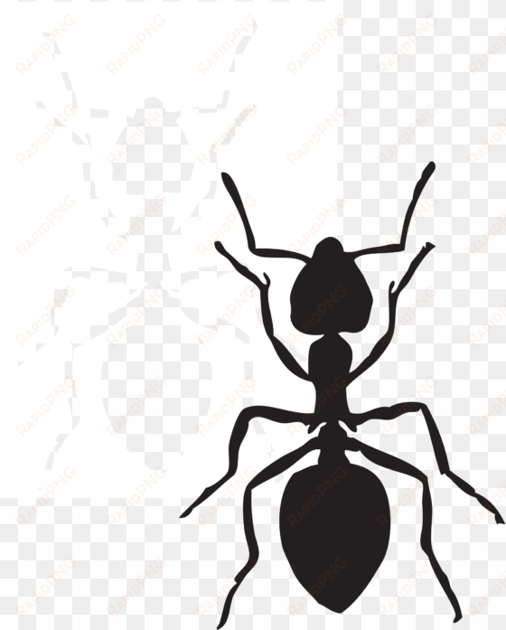 this free icons png design of acrobat ant